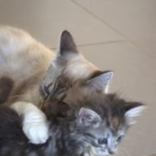 Princess Dawn is searching for her forever home