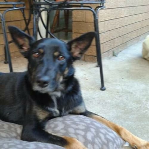 Charlie-hearing impaired