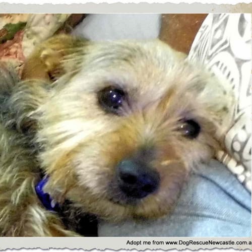 Maddie ~ Border Terrier (20/6/15 on trial)