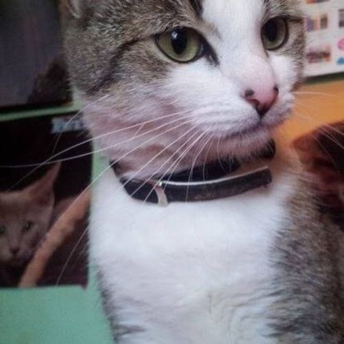 Lulu Great with Kids