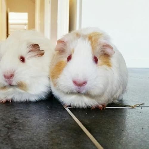 Elsa, Daisy and Marmalade