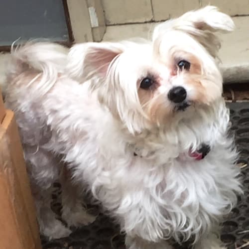 Bella
