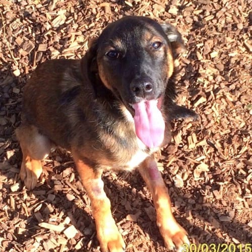 Cassie - adoption pending