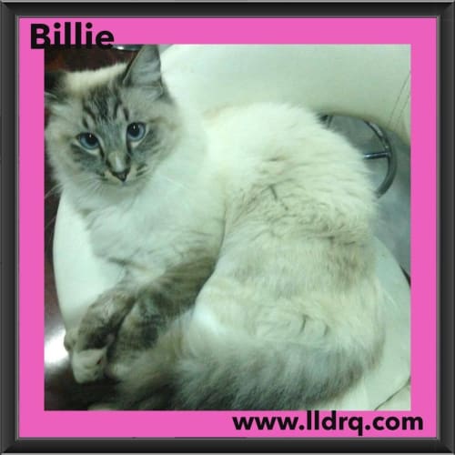 Billie 