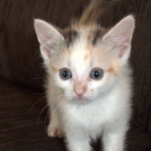 No photo for Princess Holly Is Looking For Her Forever Home