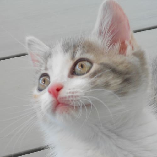 Keisha