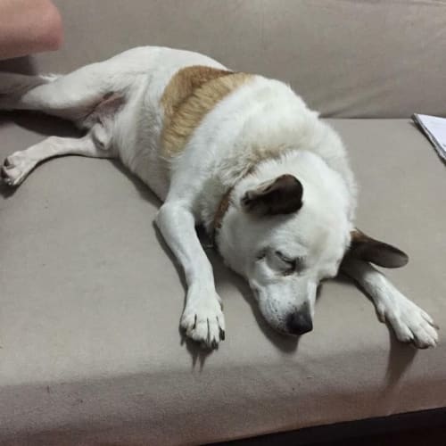 Nunsy ~ Jack Russell x (on trial 27/5/15)