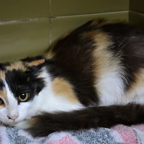 No photo for Alicia Needs To Get Out Of The Pound!