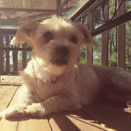 Honey Adoption Pending