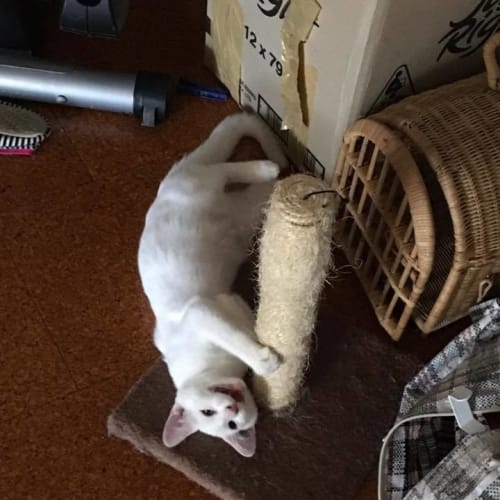 Casper