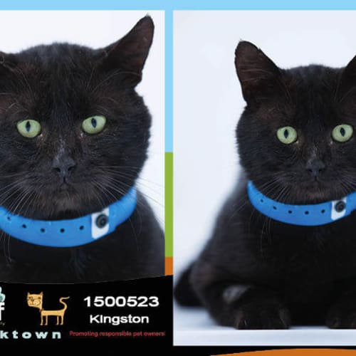 Kingston ~ #1500523