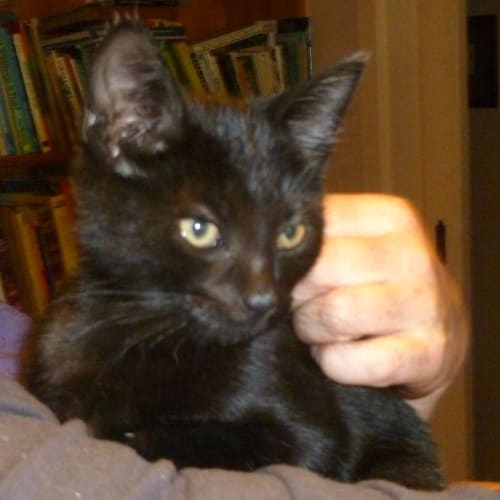 Claw