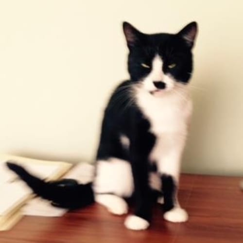 Smudge