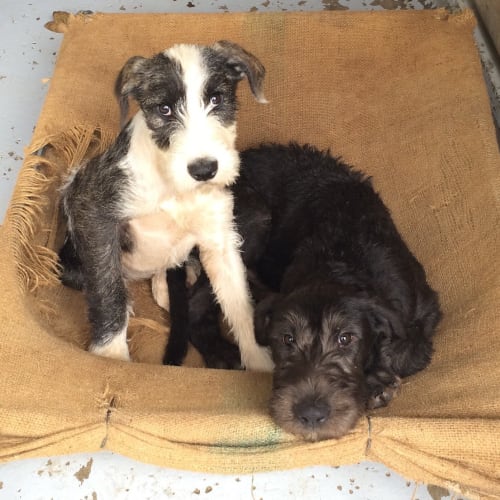 Wolfhound Pups