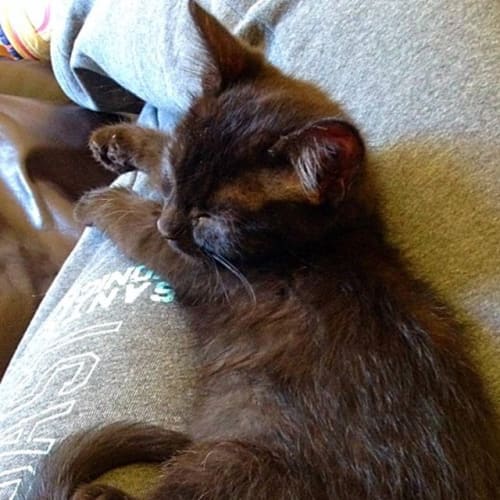 Kol - Adoption Pending