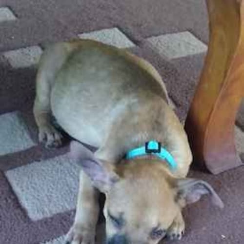 Ratboy - Bed21262 **Adopted**