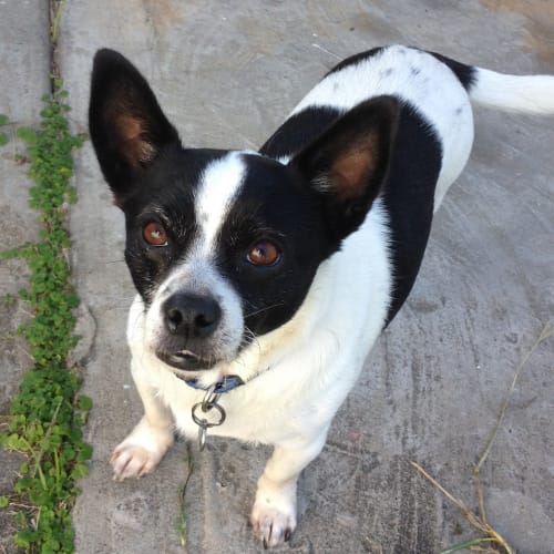 Axel ~ Miniature Fox Terrier X (on trial 8/6/15)