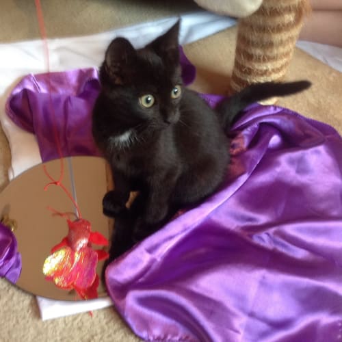 Precious Smoochy Polly (Kitten)