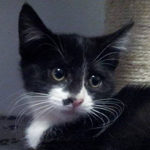 Nevada $80 to adopt!