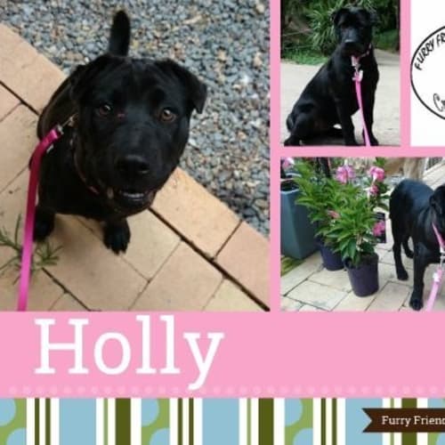 Holly