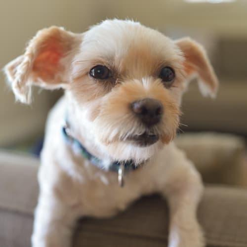 Mandy - Adoption Pending