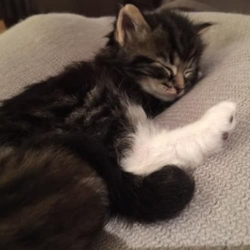 No photo for Lovebug Captain Is Looking For A Forever Home