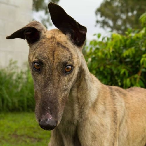 “Tiger”, the Tiger Who Came to Tea. Brisbane.