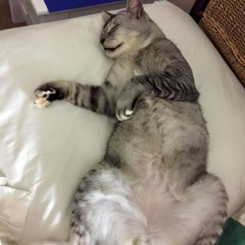 Albert