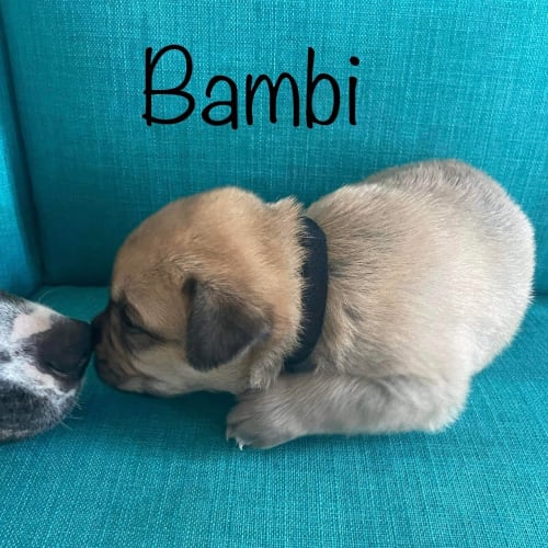 Bambi (Black)