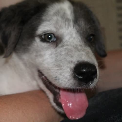 Otis