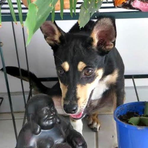 Pixie ~ Kelpie X Jack Russell (on trial 8/6/15)