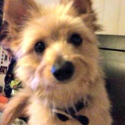 Jordy ~ (On Trial 17/4/15) Pomeranian X Terrier