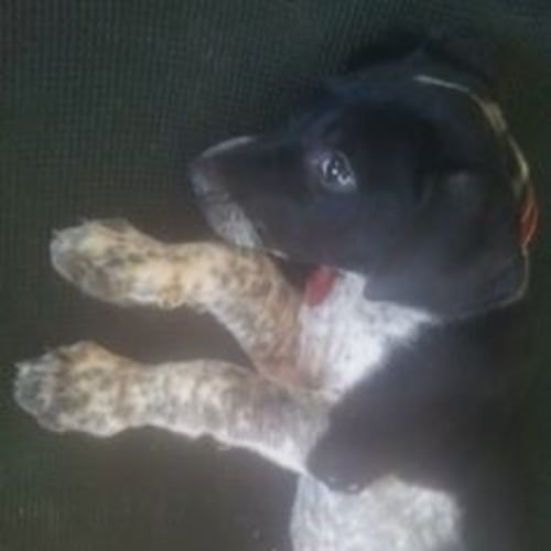 Milo