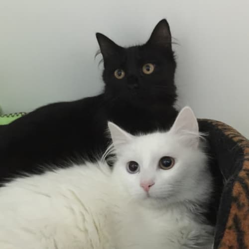 Bowie and Ash