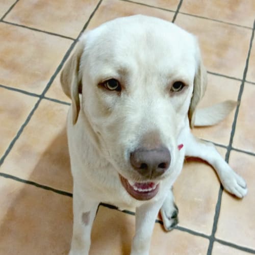 Nobby - Adoption Pending