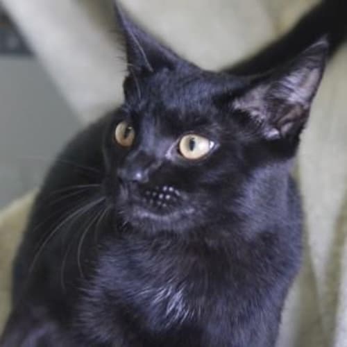 Tom