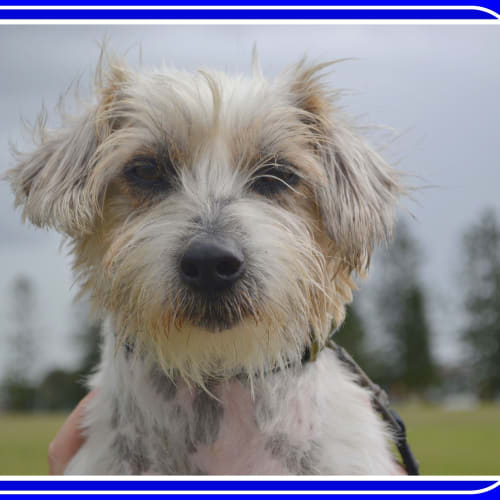 Pepsi ~ On Trial 24/5/15