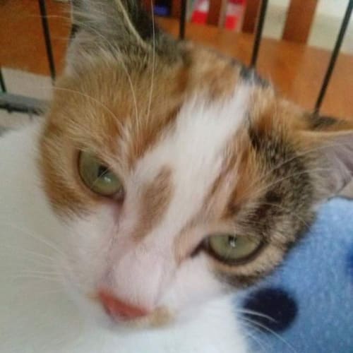 Torrie (The Pet House Erina)