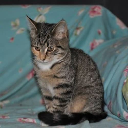 Gracie