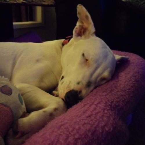 Mollie