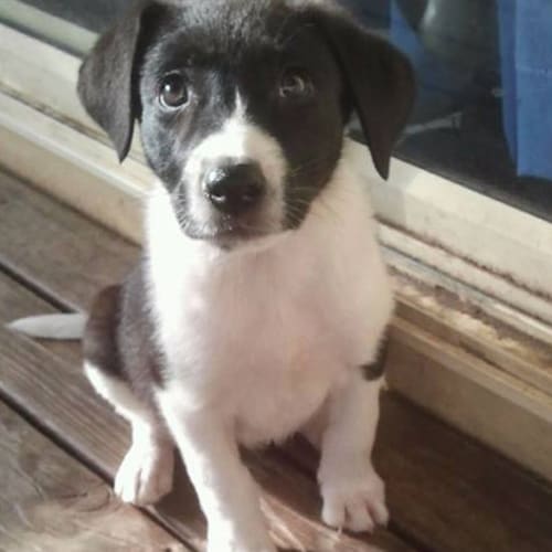 Koda