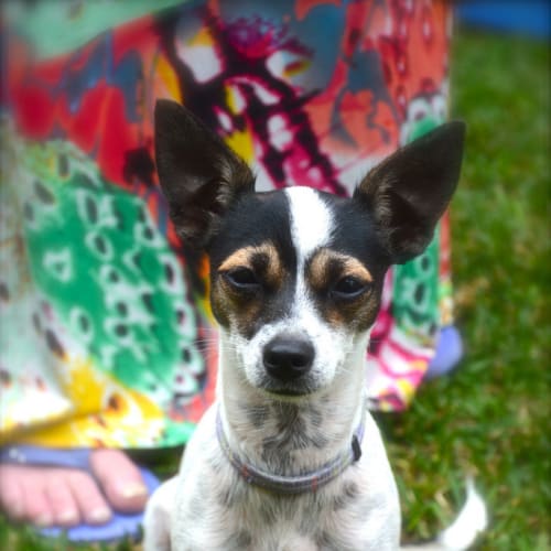 Tinkerbelle ~ mini foxy x (on trial 24/5/15)