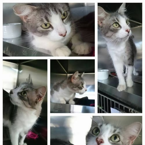Phoebe - At The Pet House Erina