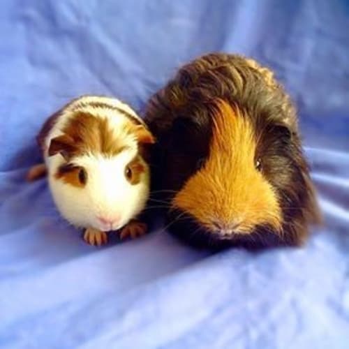 Dash and Scooter