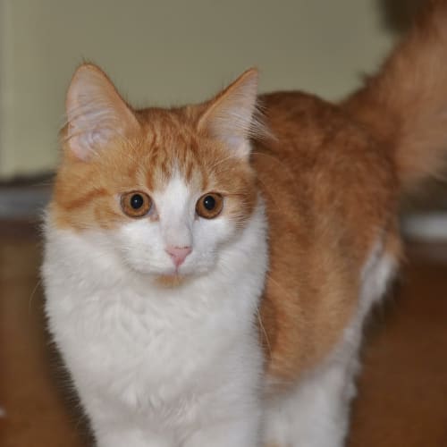 Ernie - adoption pending