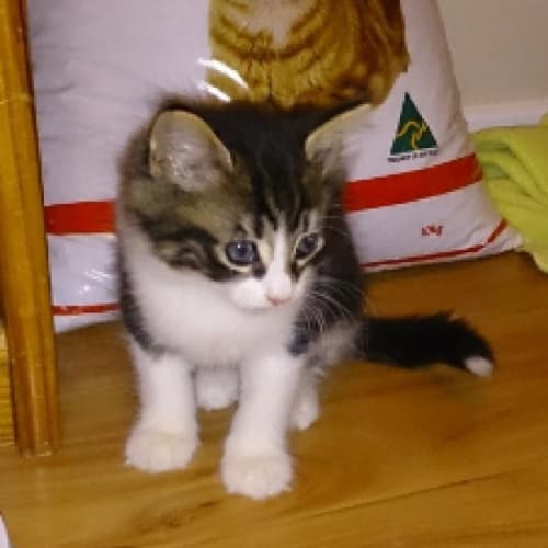 Milo