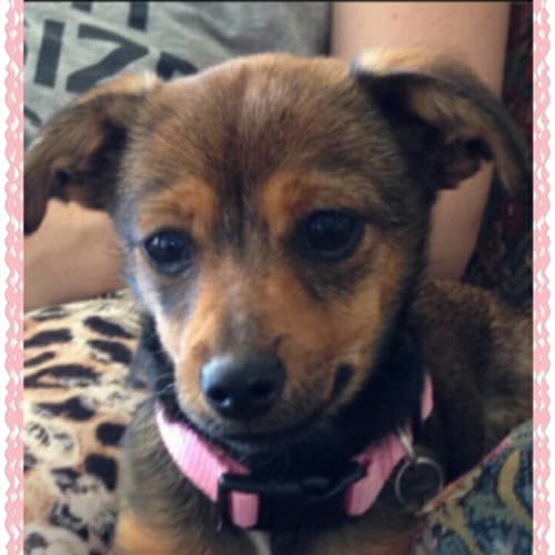 No photo for Daisy ** A Tiny Little Pup **