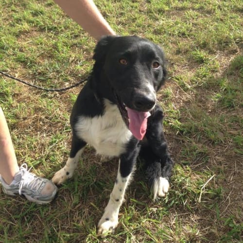 Zeek (adoption pending)