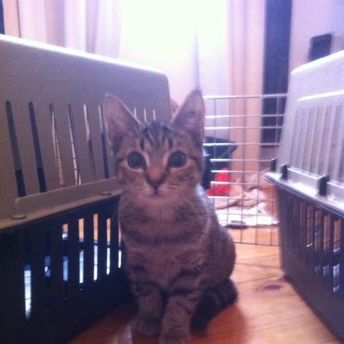 Pepper