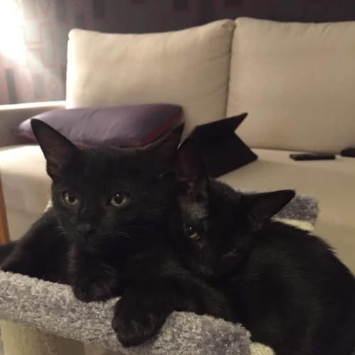 Shiloh and Gidget